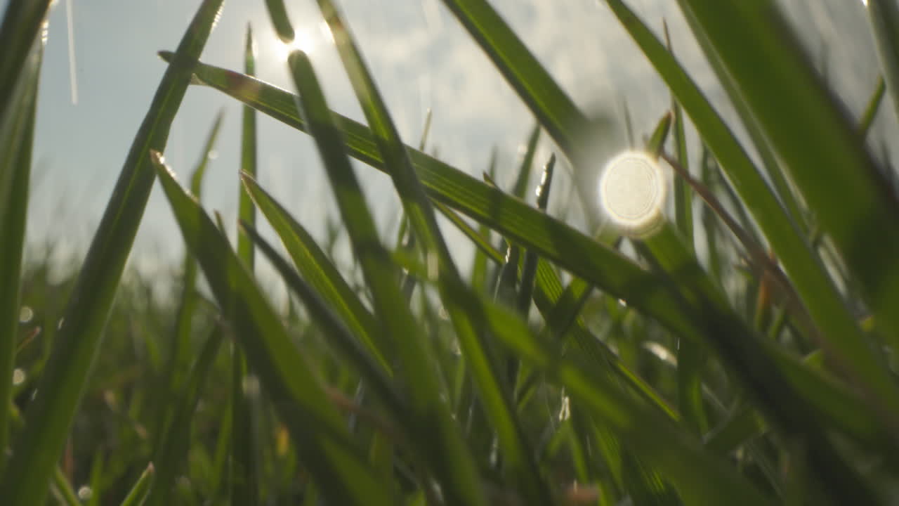 Close-up view of vibrant green grass