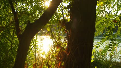 Zeitlupe-Einer-Glänzenden-Reflexion-Auf-Dem-Wasser-Des-Sonnenuntergangs,-Mit-Verschwommenen-Bäumen-Im-Vordergrund