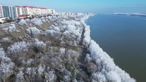 frosted forest by the river of danube in galati city, romania