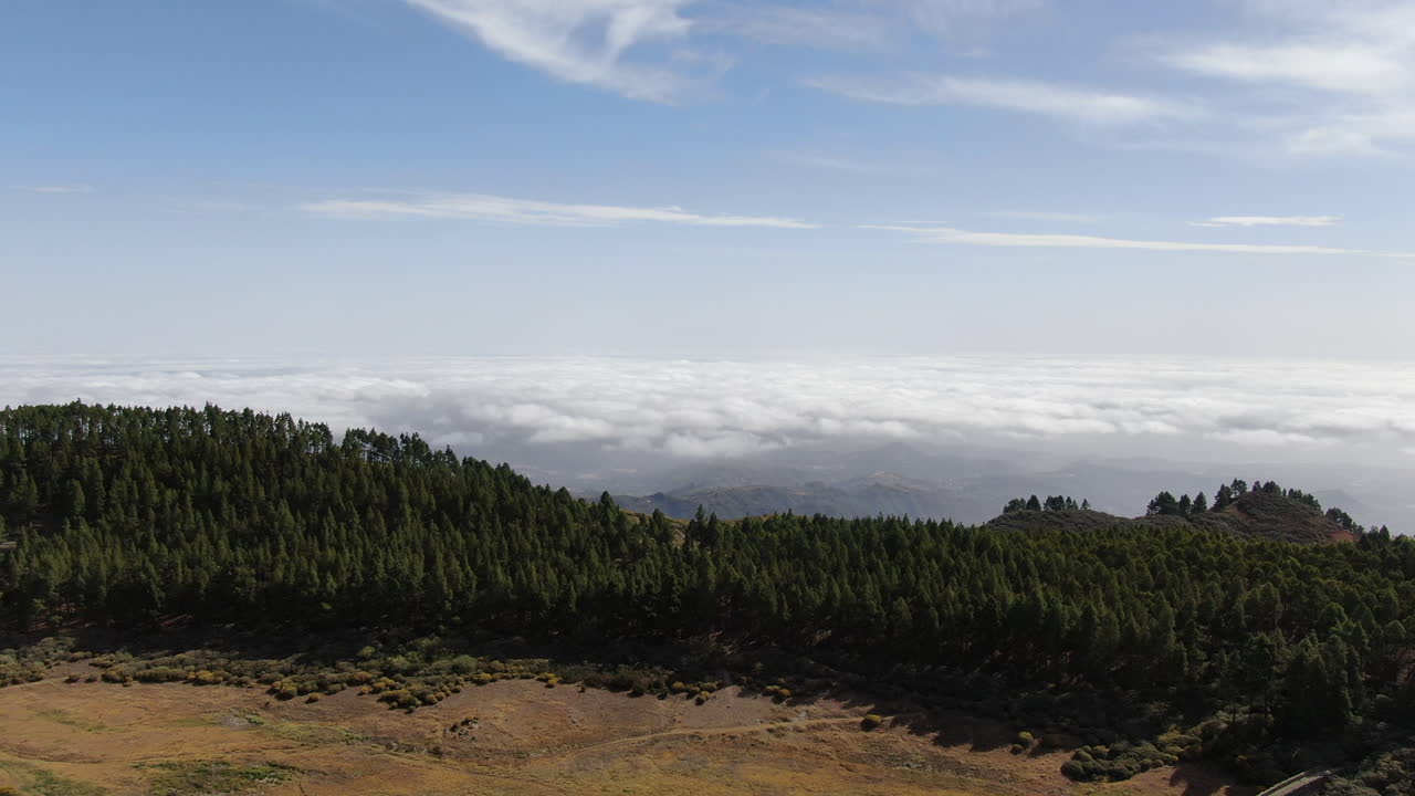 vista aérea viajando sobre un gran bosque de pinos canarios y un mar de nubes en el fondo