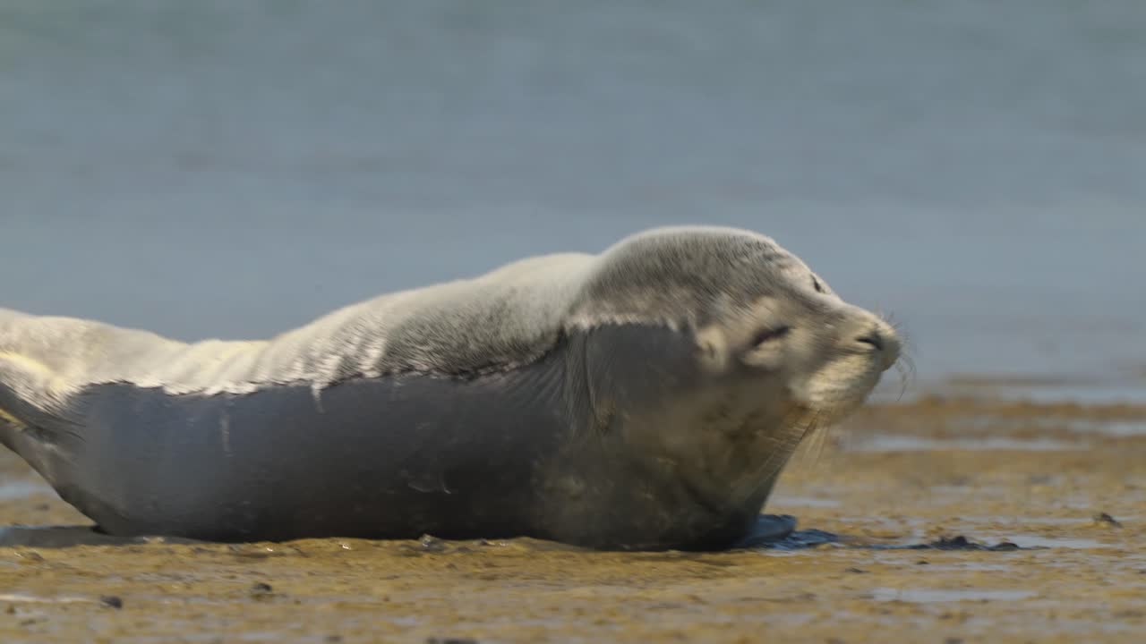 A wild earless caspian seal, pusa caspica spotted sunbathing on the shore, enjoying beautiful sunshine, handheld close up shot