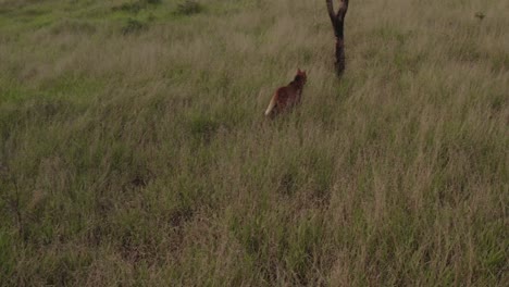 Drohnenansicht-Eines-Mähnenwolfs,-Der-Von-Oben-Geschossen-Wird