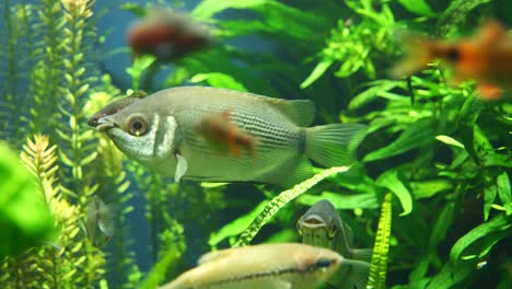 primer plano de pez verde moviendo los labios entre plantas acuáticas en el acuario