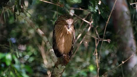 Herauszoomen-Aus-Einer-Buffy-Fischeule-(Ketupa-Ketupu),-Die-Regungslos-Hockt-Und-Unter-Einen-Baum-Im-Nationalpark-Kaeng-Krachan-In-Thailand-Starrt