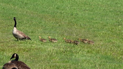 canada goose with goslings in a field