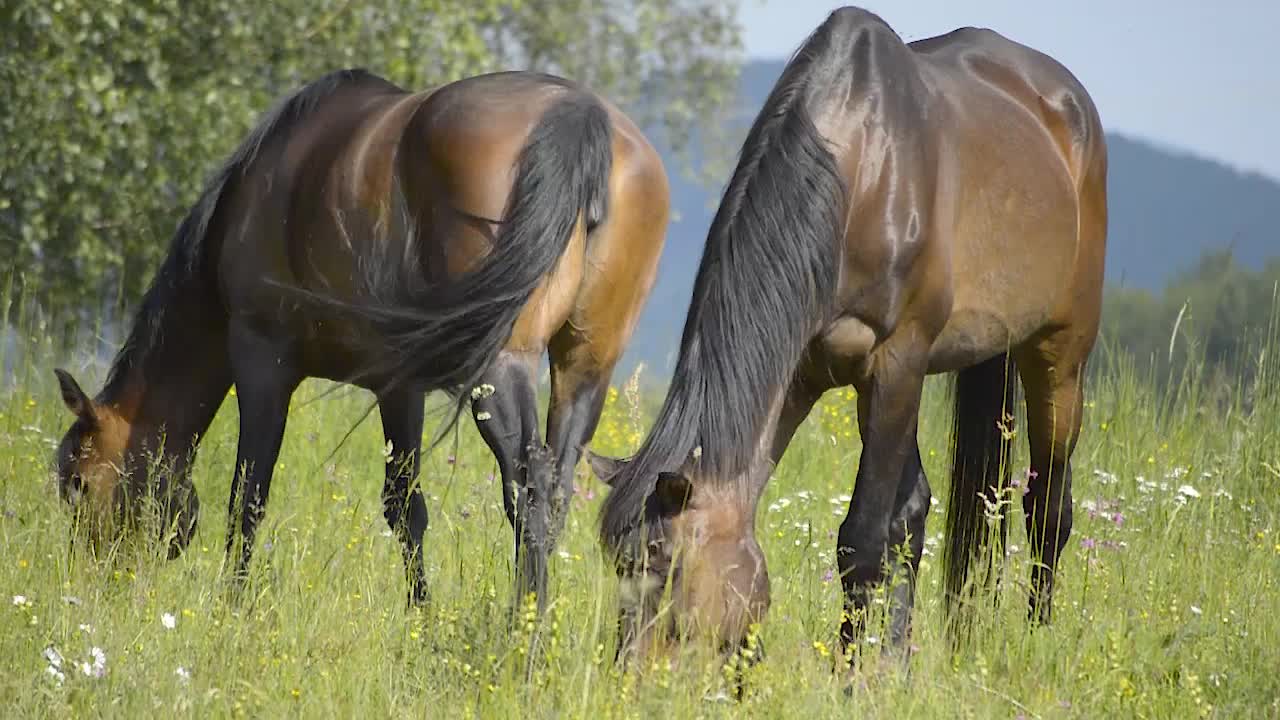 dos caballos marrones brillantes caminando por el campo y comiendo hierba