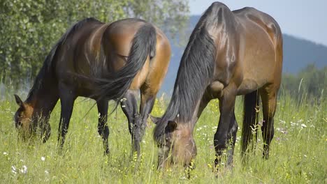 two shiny brown horses walking on the field and eating grass