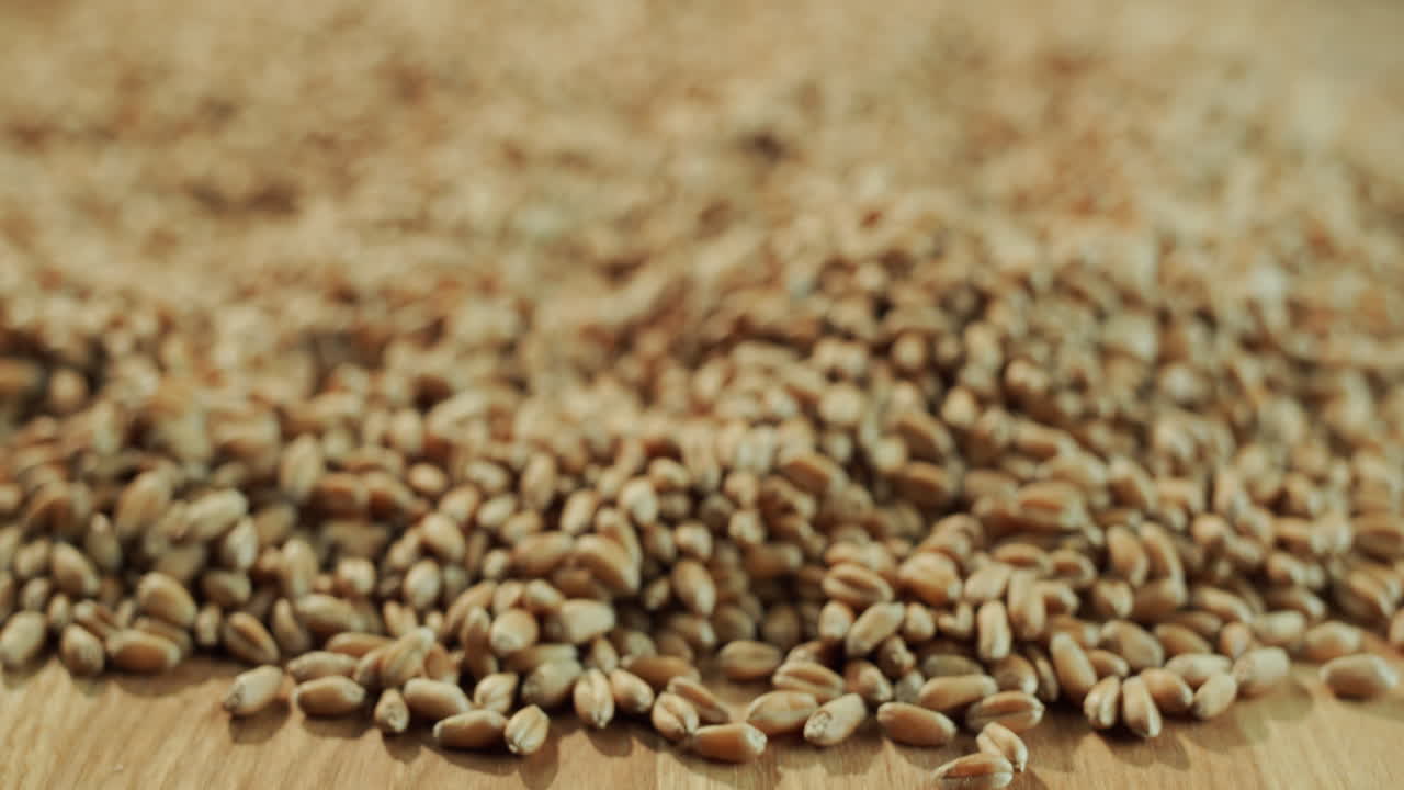 los granos de trigo 1