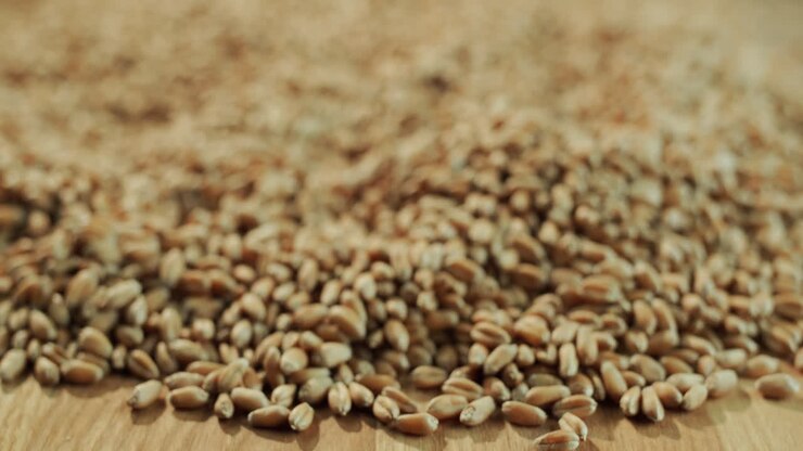 The grains of wheat 1