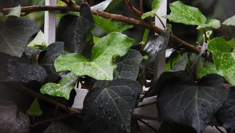 Nahaufnahme-Von-Grünen-Efeu-Kletterpflanzenblättern-An-Einer-Wand-Mit-Regentropfen,-Die-Während-Eines-Regensturms-Fallen