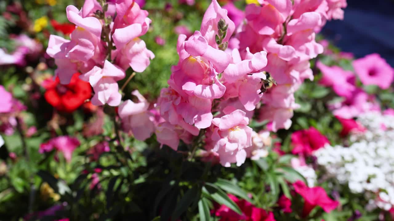 벌 이 분홍색 스드래곤 꽃 과 상호 작용 하는 것