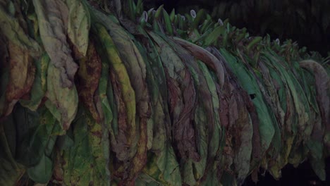 Interior-of-a-tobacco-barn-in-Cuba-with-leaves-drying