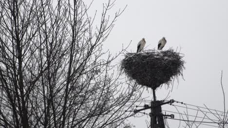 two storks in nest on electricity pole during heavy snowfall