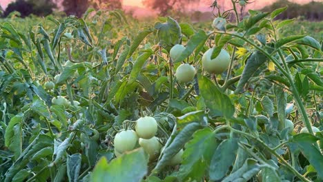 tomato field at the morning, green tomato plants in the vegetable farm at sunrise