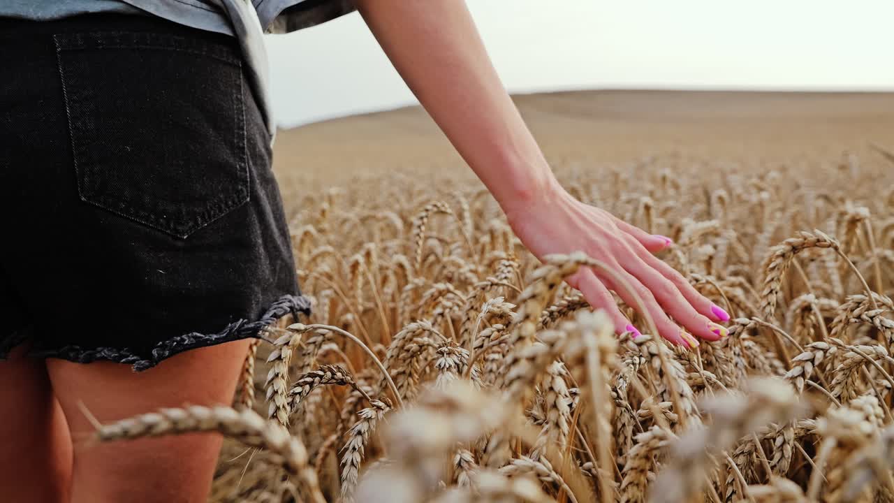Slow motion scene of female hand brushing golden wheat spikes during sunset