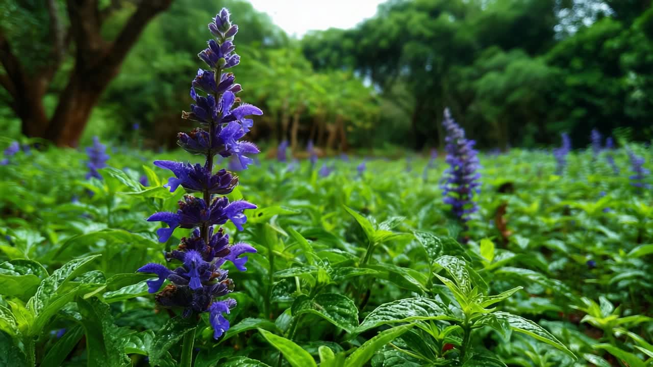 Lush Green Landscape Featuring Vibrant Purple Flowers Under Natural Light, Showcasing the Beauty of Nature's Flora in a Serene Outdoor Environment