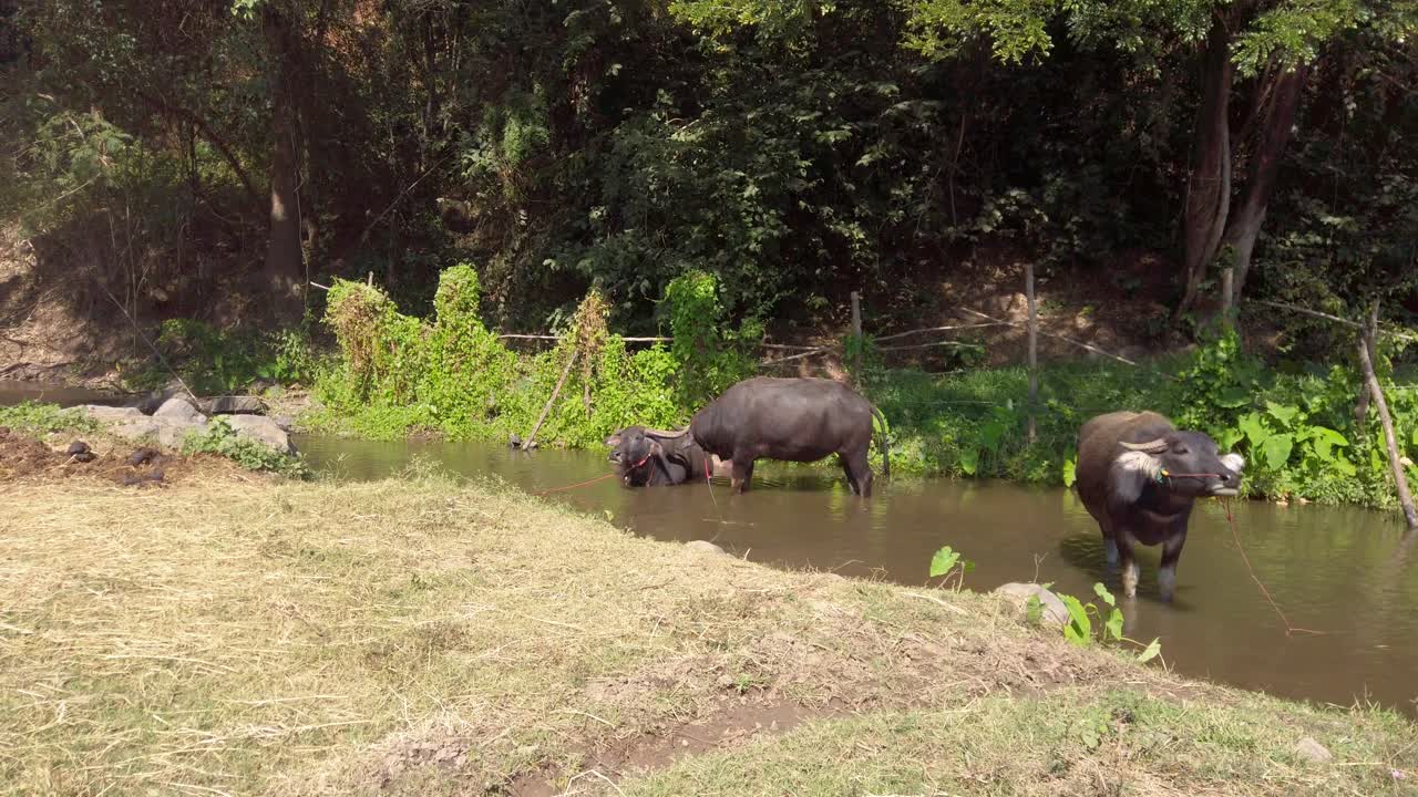 búfalos de agua refrescándose en un pozo de agua fangoso en un día caluroso en una granja rural en tailandia - plano medio