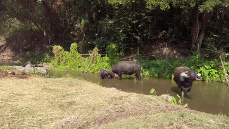 water buffalos cooling in a muddy waterhole on a hot day in a rural farm in thailand - medium shot