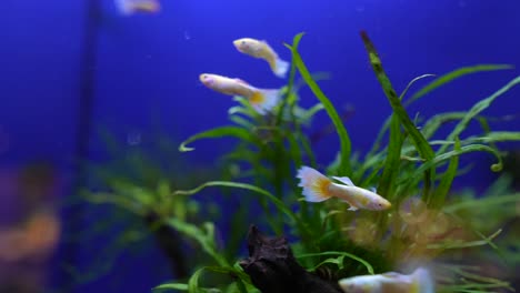 guppies en un acuario