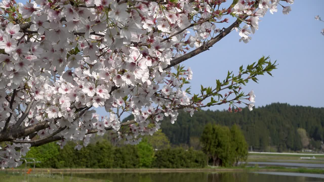 Beautiful blooming Sakura tree in rural Japanese area with rice fields
