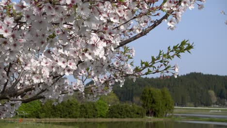 beautiful blooming sakura tree in rural japanese area with rice fields