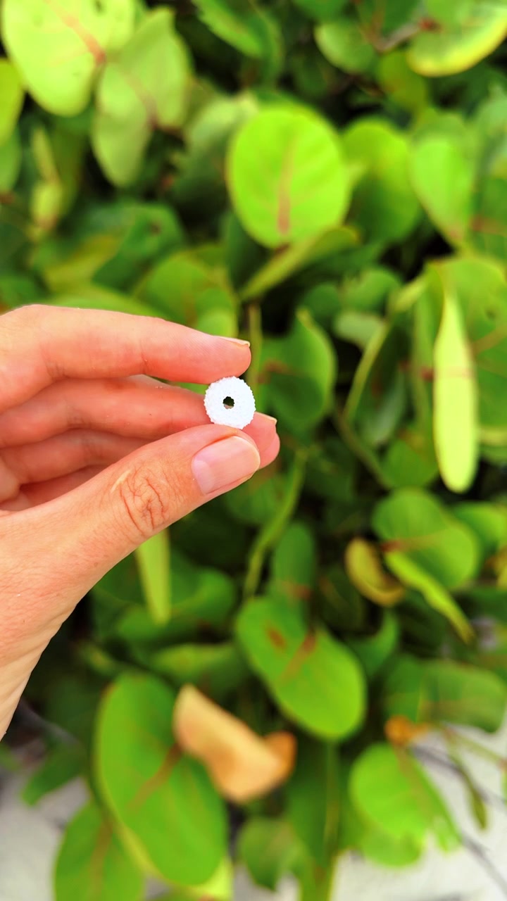 Tiny white shell held by hand. Small circular white shell photographed in hand with green tropical leaves.