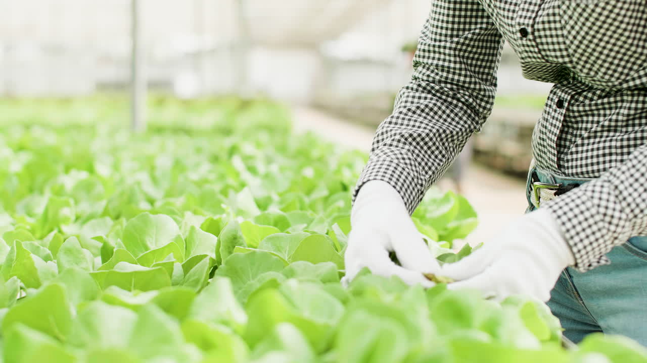 Gardening and Harvesting in a Greenhouse