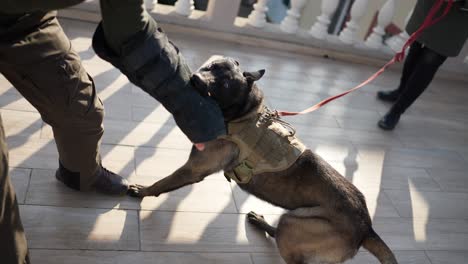 cytologist dog bites and clings to the criminal's hand during training outdoors