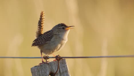 wren de hierba cantando en un poste de cerca al atardecer con hierba amarilla desenfocada en el fondo