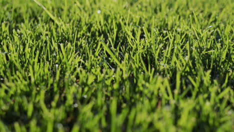 the camera moves low over a neat green lawn