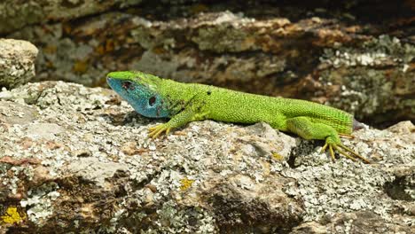 el sobreviviente sin cola: el cuento de un lagarto