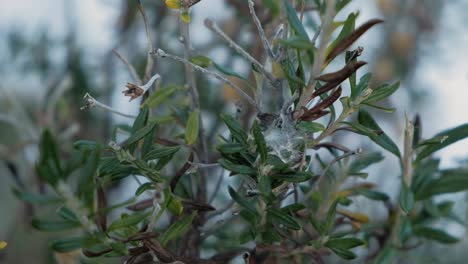 viento moviendo plantas silvestres con telarañas en el parque nacional tierra del fuego de cerca