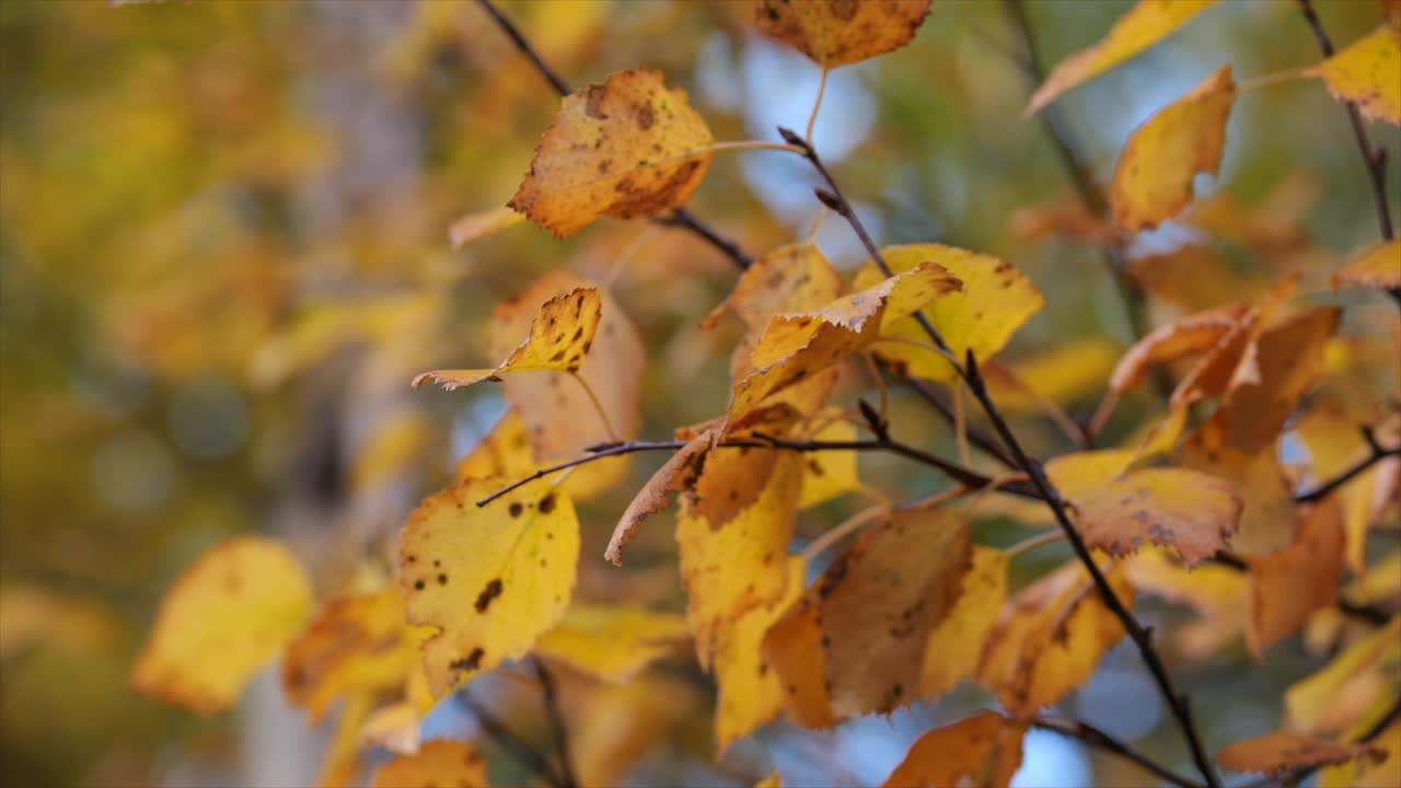 árbol amarillo, rojo y naranja deja fondo primer plano órbita tiro en cámara lenta