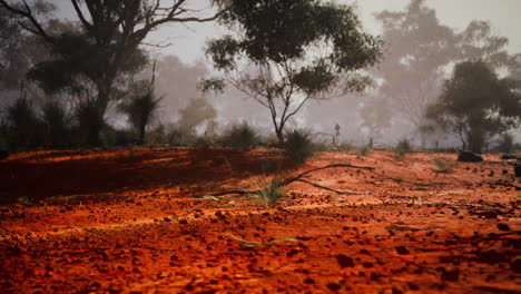 foggy forest in the australian outback