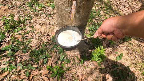 a farmer collects latex from a rubber tree using a tapping tool in a sunlit plantation