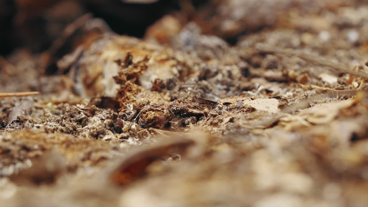 Una chiazza di terra arida sul terreno di un bosco con formiche che strisciano, alcune a fuoco e altre sfocate. Ripreso in 4k