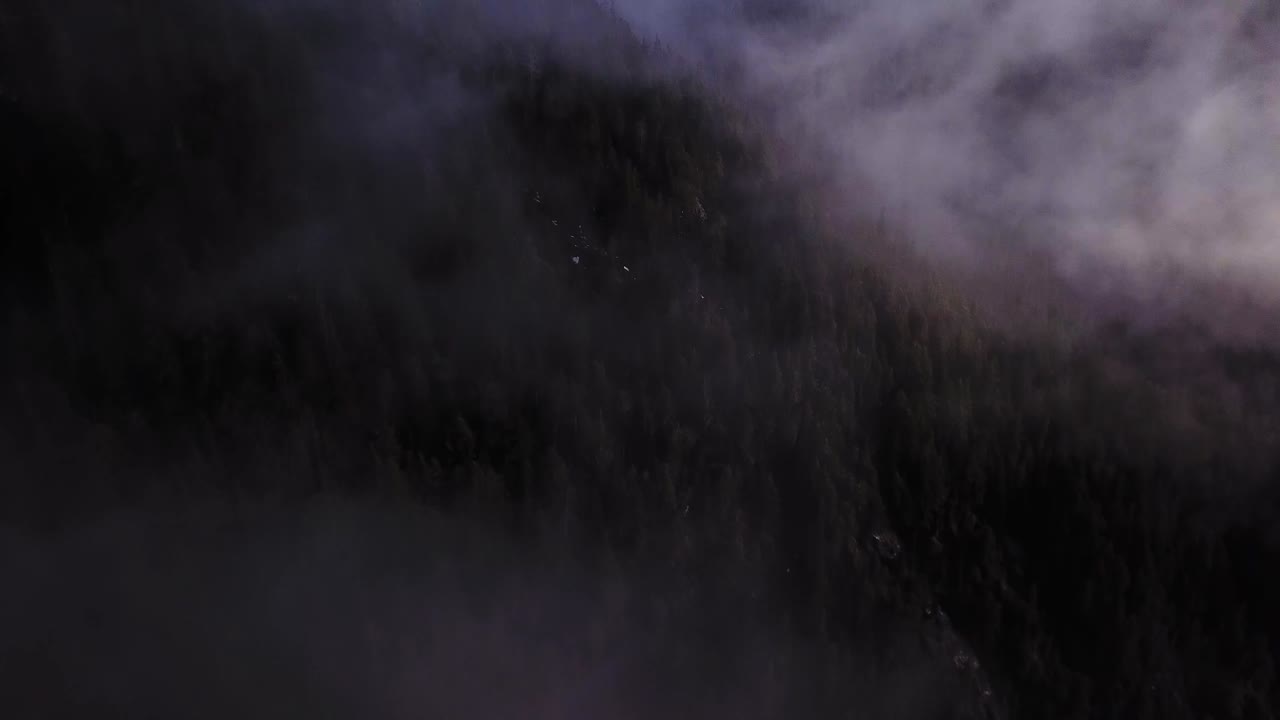 moody forest on the north shore of Vancouver