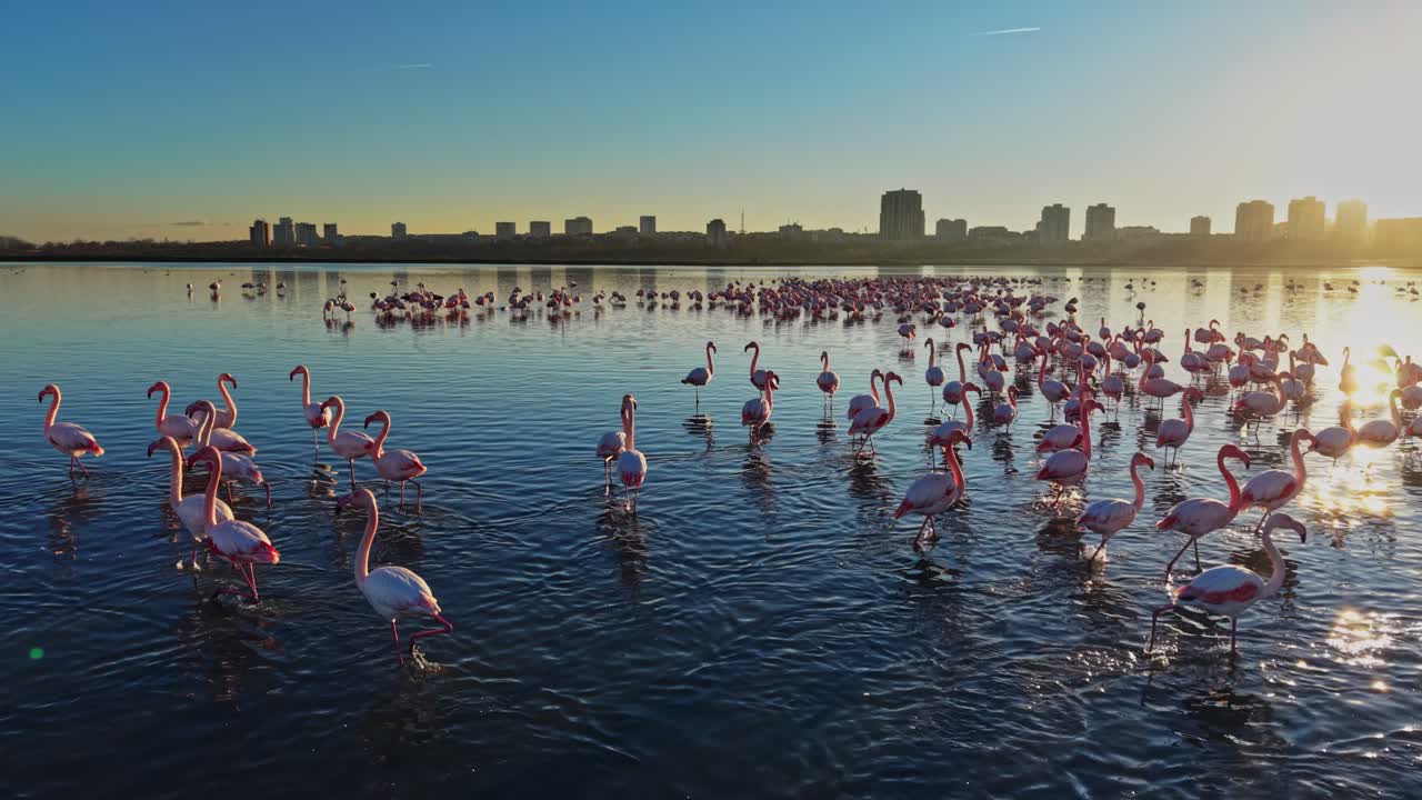 Flamingos stand together in water during sunset near a city skyline