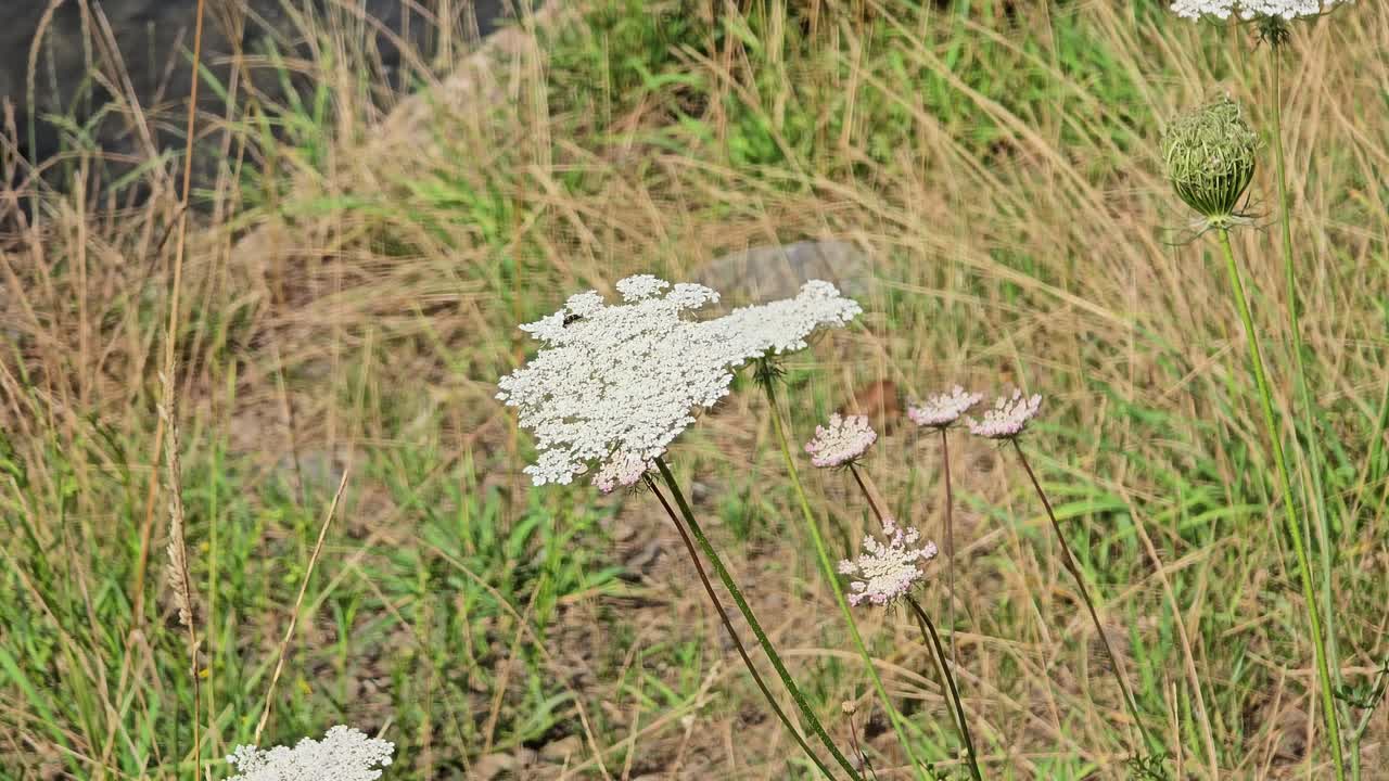 Wild carrot in summer: Close-up of the white umbel flowers on a dry meadow