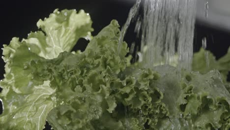 vegan plant food produce, organic nutrients, salad ingredients