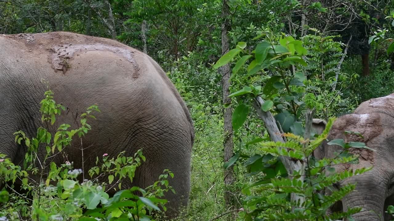 los elefantes asiáticos son especies en peligro de extinción y también son residentes de tailandia