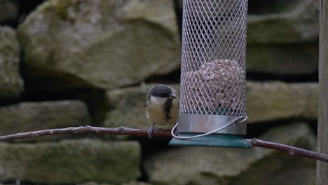 Great-tit,-Feeding-in-English-Garden