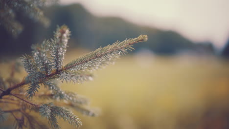 evergreen pine tree branch close up with raindrops on pine needles during autumn branch waves in slight breeze with out of focus field and mountain range in background 4k prores