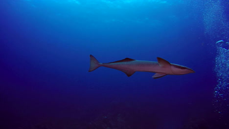 Underwater-footage-or-a-Ramora-from-San-Pedro-Belize