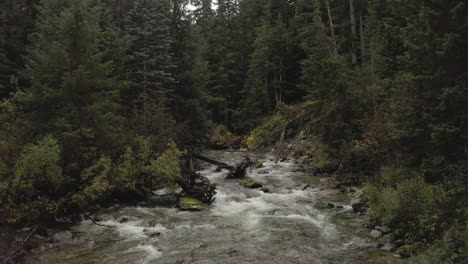 Bach-Mit-Schnell-Fließendem-Wasser,-Umgeben-Von-Hohen-Kiefern