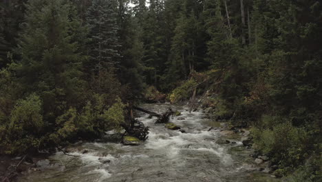 stream with fast water flowing surrounded by tall pine trees