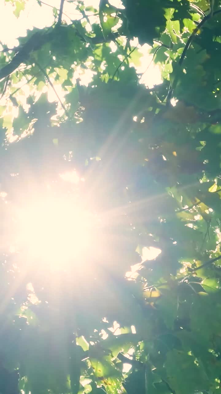 солнечный свет через листья