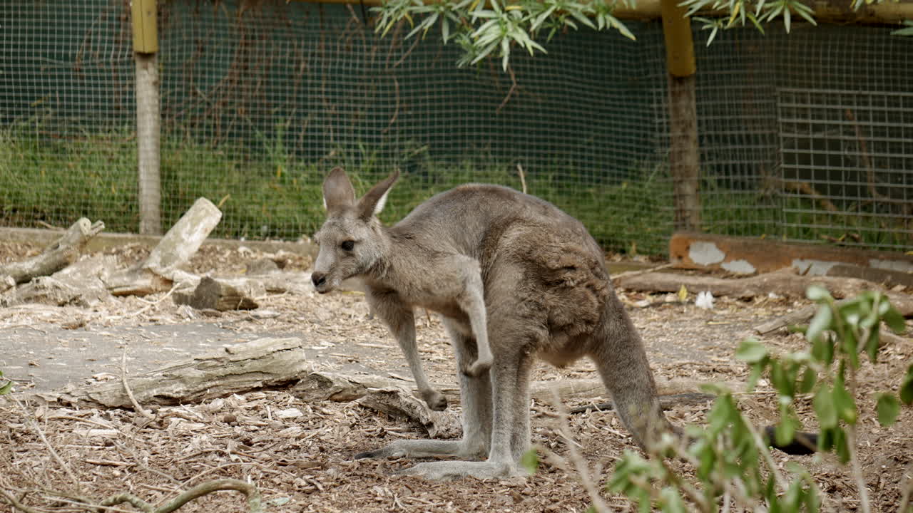 wallaby de cuello rojo australiano en un santuario de vida salvaje victoriano