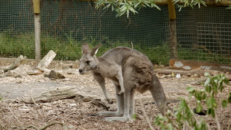 ビクトリア朝の野生動物保護区にいるオーストラリアのアカクビワラビー