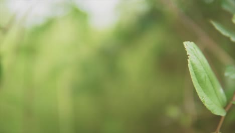 una toma macro aislada de un foco de trasiego de hojas solitarias para revelar el entorno más denso y cubierto y el ecosistema natural en el que prospera la naturaleza, india